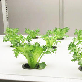 [专业种子] “绿苣”生菜种子