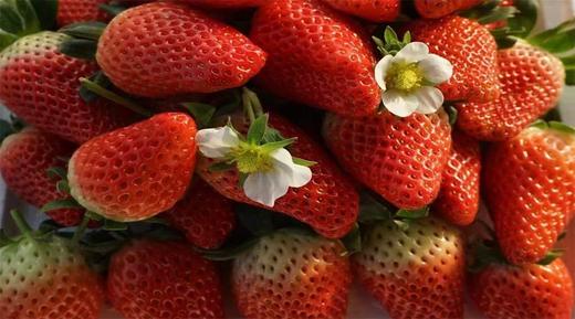 物本源 无农残有机草莓 雪里香/甜宝 （仅限山东省） 商品图1