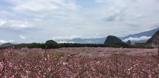 3.19出发【广西】灌阳水车桃花、飘雪梨花、唐景崧故居高铁摄影创作2天 商品图2