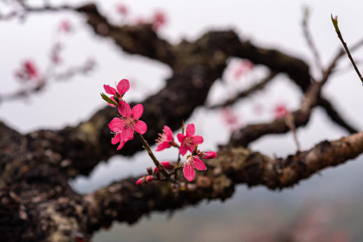 【行摄湖南】潇湘油菜花、桃花花季4天 商品图4