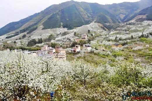 3.19出发【广西】灌阳水车桃花、飘雪梨花、唐景崧故居高铁摄影创作2天 商品图1