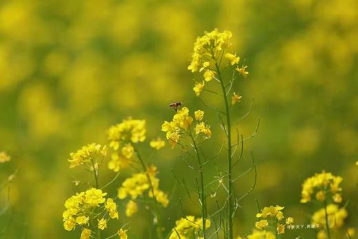 【行摄湖南】潇湘油菜花、桃花花季4天 商品图5