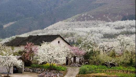 3.19出发【广西】灌阳水车桃花、飘雪梨花、唐景崧故居高铁摄影创作2天 商品图3