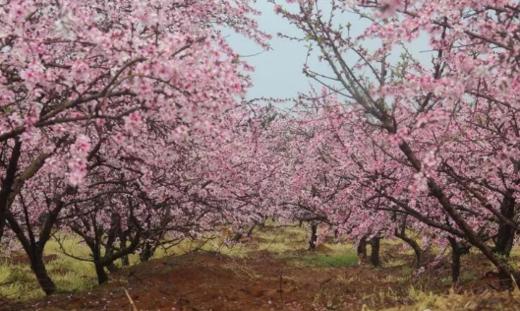 3.19出发【广西】灌阳水车桃花、飘雪梨花、唐景崧故居高铁摄影创作2天 商品图4