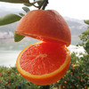 【喜庆血橙】中华红橙 酸甜可口 橙香馥郁 皮薄肉红 商品缩略图1
