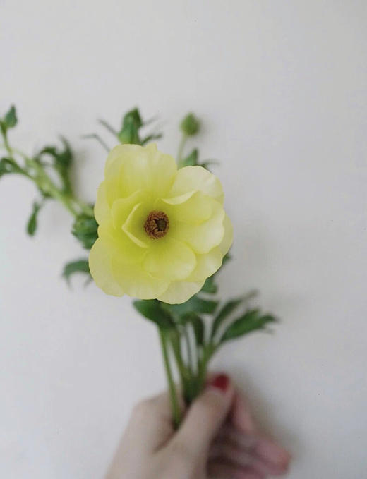 配花-蝴蝶洋牡丹-黄色-5支 商品图1