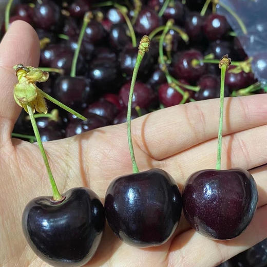 【冰熊高品质双j加大纯冰车厘子自由季!