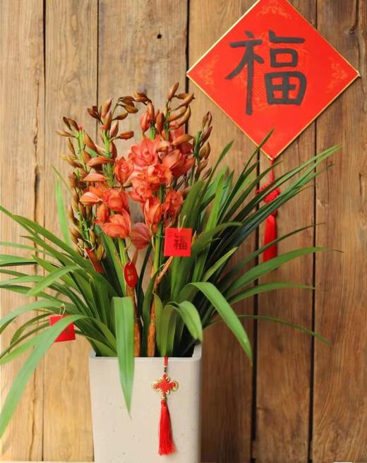 【大花蕙兰.立兰盆栽】1盆/份 黑色加仑盆发货 商品图12