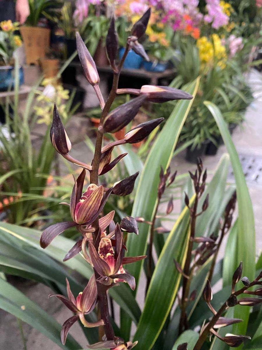 寻源坊 | 线上花市 墨兰 企黑爪 又叫报年花 基地直发