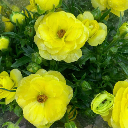 配花-蝴蝶洋牡丹-黄色-5支 商品图0