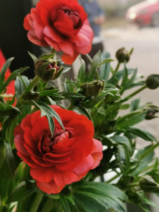 配花-蝴蝶洋牡丹-红色--5支 商品图1