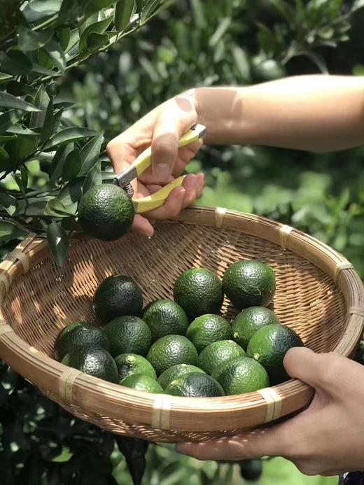 【新会生晒小青柑】暖胃解腻 选用10年金芽普洱制成 茶性温和 250克/罐 商品图7