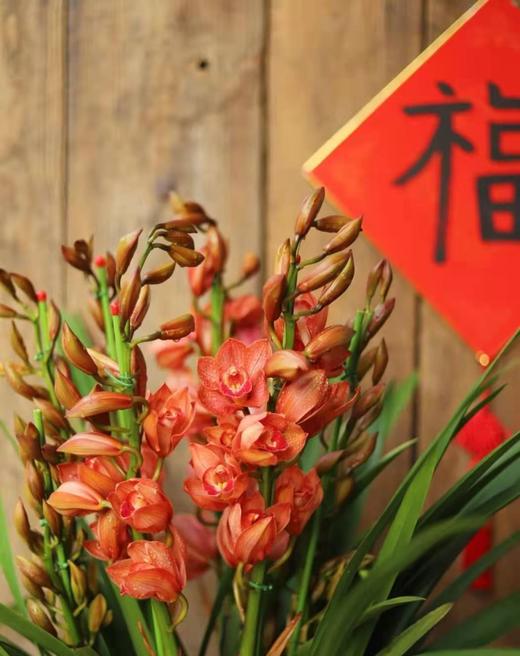 【大花蕙兰.立兰盆栽】1盆/份 黑色加仑盆发货 商品图13