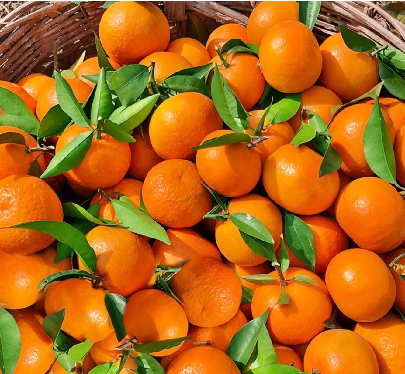 【直播专享】 沃柑5斤/10斤 新鲜水果 当季水果 酸甜黄金比【基地直发