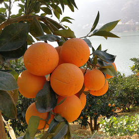 【喜庆血橙】中华红橙 酸甜可口 橙香馥郁 皮薄肉红