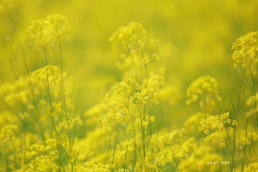 【行摄湖南】潇湘油菜花、桃花花季4天 商品图1