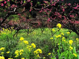 【行摄湖南】潇湘油菜花、桃花花季4天