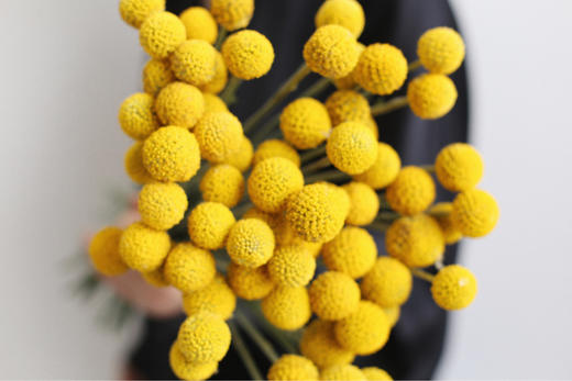 黄金球【万物皆有裂痕，那是光照进来的地方】简小姐精选  迷你超萌圆滚滚 黄金球1束 下单48小时发货 商品图3