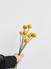 黄金球【万物皆有裂痕，那是光照进来的地方】简小姐精选  迷你超萌圆滚滚 黄金球1束 下单48小时发货 商品缩略图8