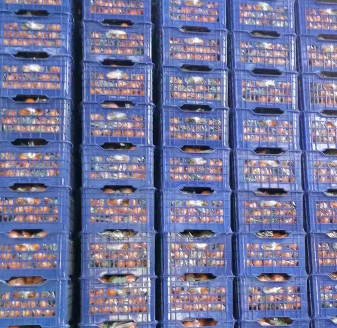 【41.9元/筐】沙糖桔整件 每件13斤左右（150144602）