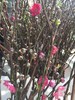 【 '桃‘你欢心】  桃花 红色 约7-8枝/扎 约70公分  单扎 商品缩略图9