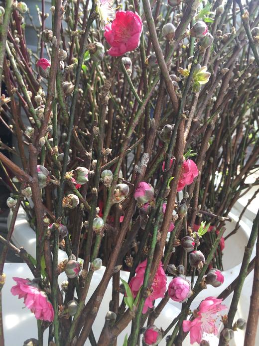 【 '桃‘你欢心】  桃花 红色 约7-8枝/扎 约70公分  单扎 商品图9