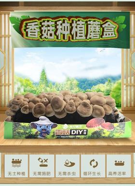  上新| 家长寒假生存攻略2-进入小菇农的魔法世界！！！ 