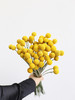 黄金球【万物皆有裂痕，那是光照进来的地方】简小姐精选  迷你超萌圆滚滚 黄金球1束 下单48小时发货 商品缩略图5
