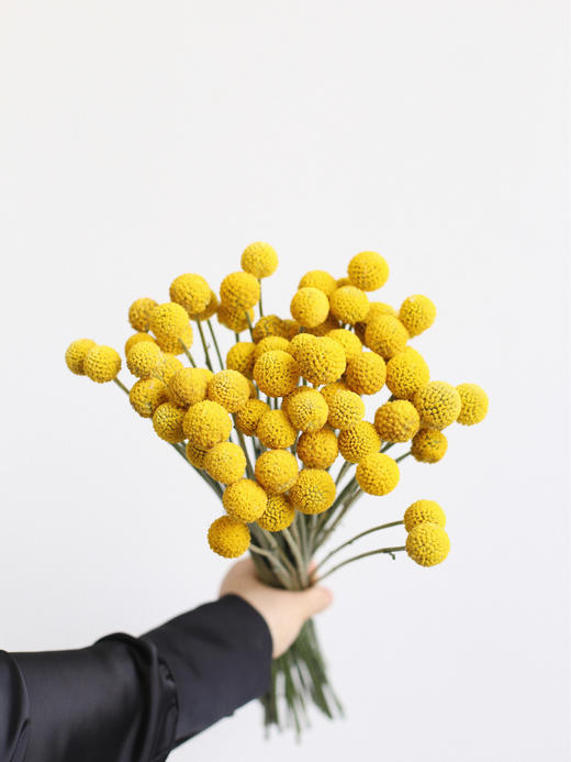 黄金球【万物皆有裂痕，那是光照进来的地方】简小姐精选  迷你超萌圆滚滚 黄金球1束 下单48小时发货 商品图5