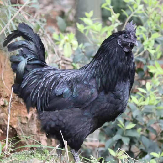 贵州赤水登山乌骨鸡2.4-2.8斤 商品图0