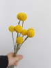黄金球【万物皆有裂痕，那是光照进来的地方】简小姐精选  迷你超萌圆滚滚 黄金球1束 下单48小时发货 商品缩略图7