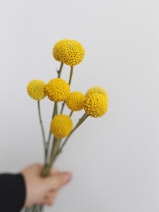 黄金球【万物皆有裂痕，那是光照进来的地方】简小姐精选  迷你超萌圆滚滚 黄金球1束 下单48小时发货 商品图7