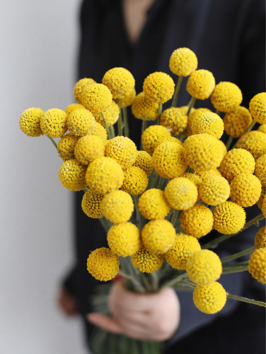 黄金球【万物皆有裂痕，那是光照进来的地方】简小姐精选  迷你超萌圆滚滚 黄金球1束 下单48小时发货 商品图1