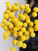 黄金球【万物皆有裂痕，那是光照进来的地方】简小姐精选  迷你超萌圆滚滚 黄金球1束 下单48小时发货 商品缩略图0