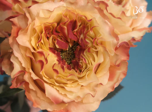 a 级幻境女神玫瑰