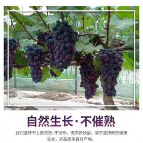 高品辽峰葡萄 1串/约1000g