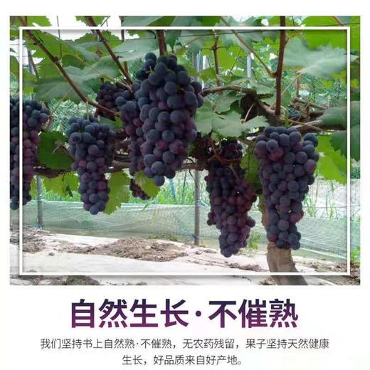 高品辽峰葡萄 1串/约1000g 商品图0
