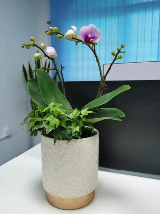 （东莞）兰花爆款 商品图3