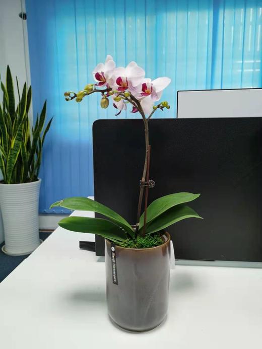 （东莞）兰花爆款 商品图2