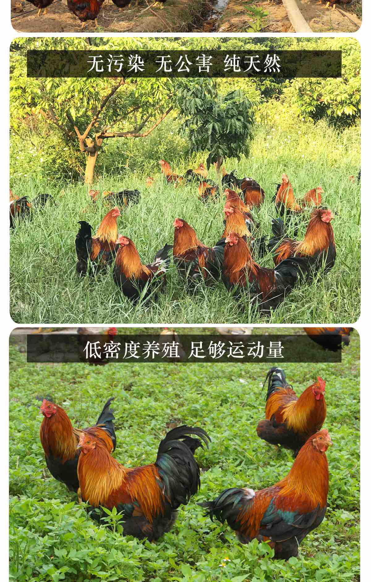 跑山土阉鸡净重5斤左右