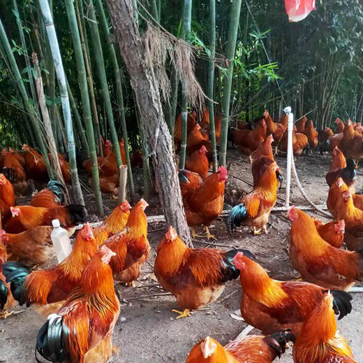 跑山土阉鸡净重5斤左右