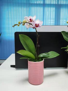 （东莞）兰花爆款