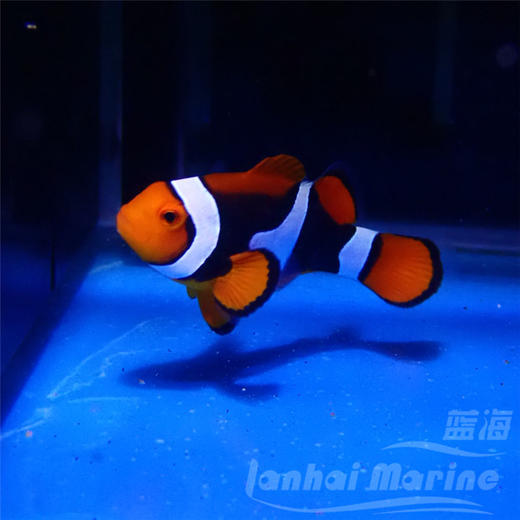 新几内亚全黑背心 A 商品图2