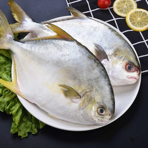 大银鲳鱼6条九鼎鲜易达