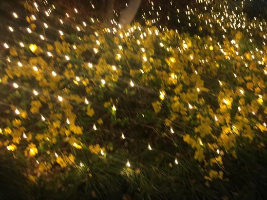 全款预售ccc 商品图0