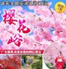 【全国花海巡游第1站】盛年同学汉服春游~新丰樱花峪赏樱花，畅游广州“北极”~流溪河源头莲麻小镇 商品缩略图0