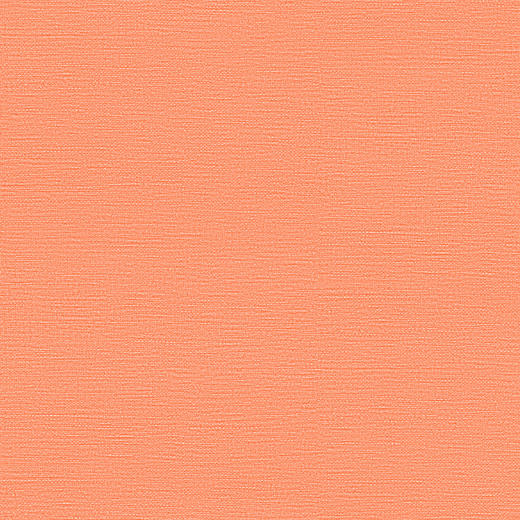 无规格乌龟 商品图0