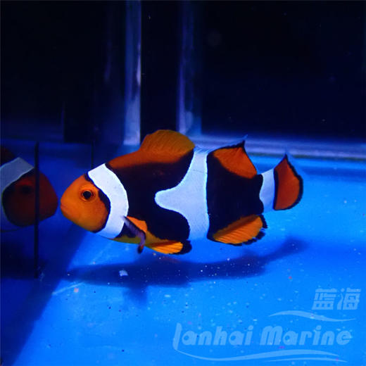 新几内亚全黑背心 A 商品图1