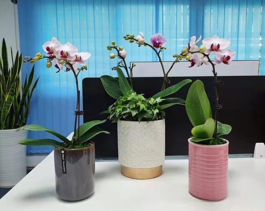 （东莞）兰花爆款 商品图1