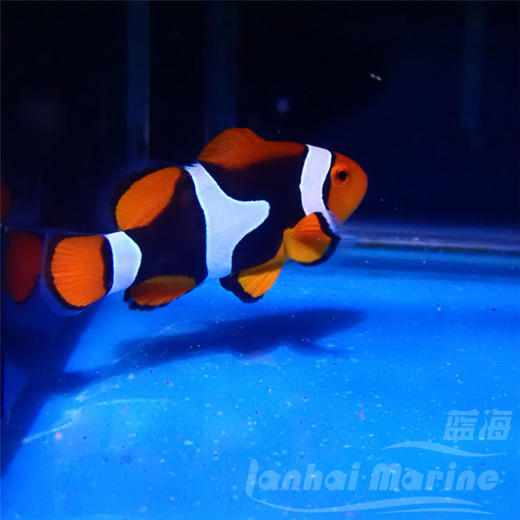 新几内亚全黑背心 A 商品图3